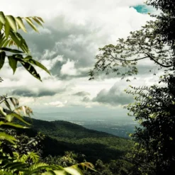 THAILAND Kaffee Ganze Bohne | Mittelkräftig, Blumige Säure, Leichte Beere | 500 G | Specialty Coffee Aus Direkthandel -De’Longhi Verkaufsgeschäft 55feae11ce5b347b58a31e3b973e08a1