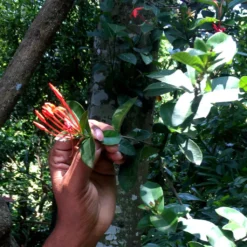 Macis Muskatblüte Gemahlen, BIO, 100g 8 Macis Muskatblüte Gemahlen, BIO, 100g -De’Longhi Verkaufsgeschäft e023e425dfcb2984e375ba4526a2b6f7